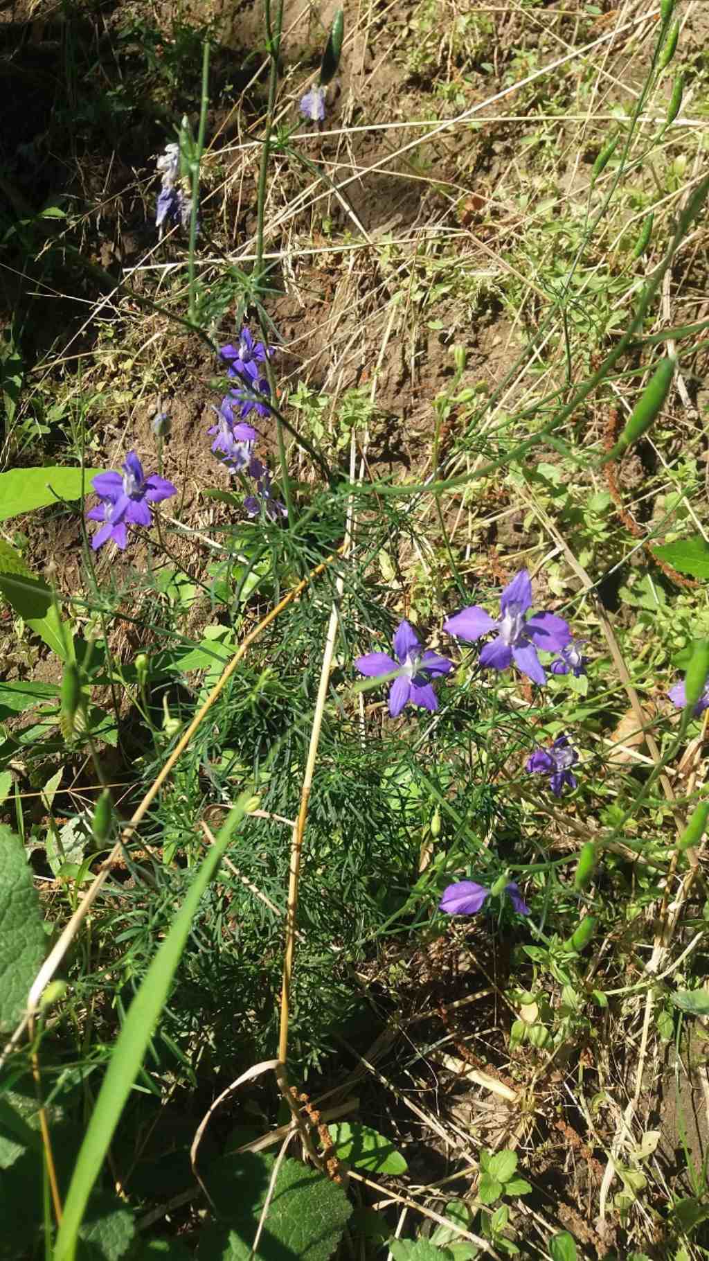 pianta a fiori blu/violetto - Delphinium sp.